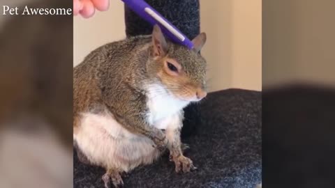Squirrel Doing Funny Things\Pet Awesome\petsbigfun