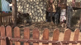 Imagen de una burra pintada de cebra metió en un lío a un zoológico