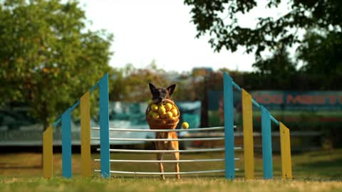 Dog 🐕 jump with ball