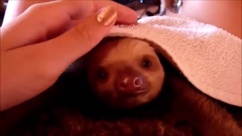 "Adorable Baby Sloth & Funny Animals | Funniest Compilation"