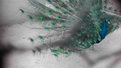 Peacock open feathers