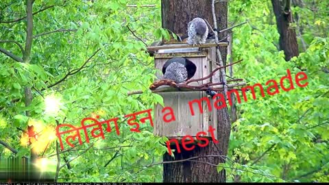 3 Cute Baby Owls,Nurturing in Man made Nest
