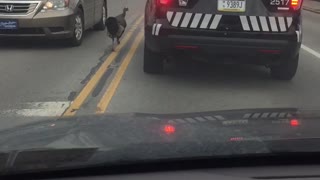 Wild Turkey Versus Police Car