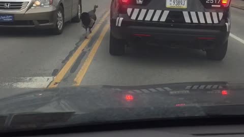 Wild Turkey Versus Police Car