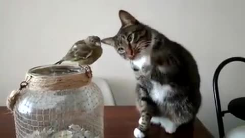 The cat just be like: “Is this really up close bird? So small, I wanna tap it.”