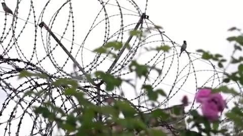 ⚠️ CRISIS IN UKRAINE ARMY UKRAINIAN PRISONERS ESCAPING MILITARY! #ukrainewar #news #shorts