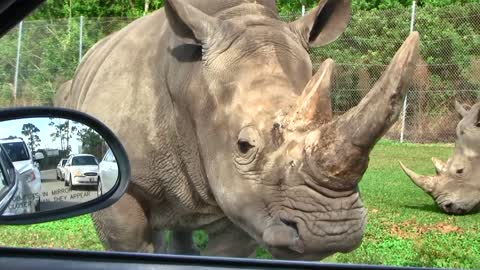 Rhino approaching our car and getting too close