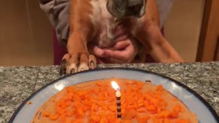 Boxer celebrates 9th birthday with tasty cake