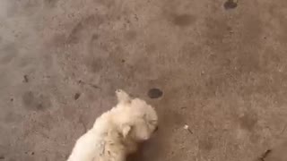 Cute white dog runs around on concrete