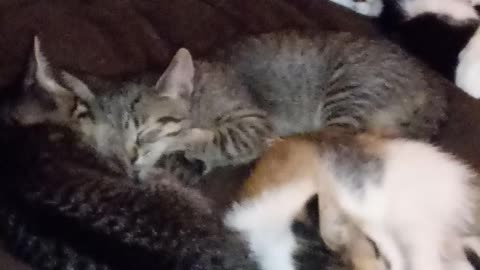 4 kittens 1 cat