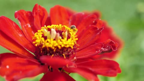 Slow motion footage of a bee collecting polen from a red flower