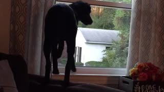 Black dog trying to catch fly from window