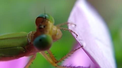 Beautiful grasshopper video