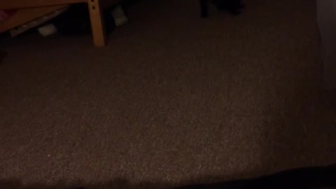 Black cat plays fetch with black hair band