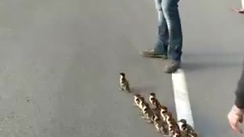 two people stopped traffic to help 12 ducklings get back to their mom