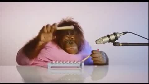 chimpanzee funny video 2021