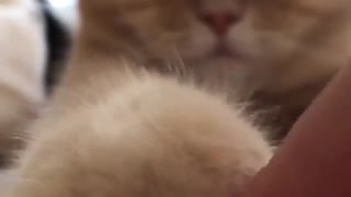 Funny and Cute Cat Videos #330