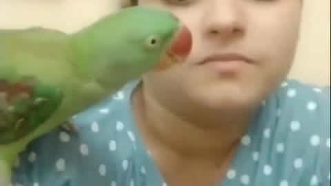 SWEET PARROT WITH EATING