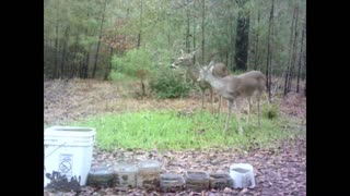 Southeast Texas Backyard Wildlife 125