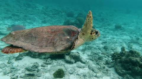 A wonderful scene that tells the magnificence of turtles underwater