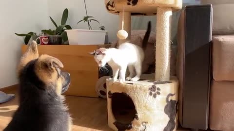 How a German Shepherd and a Kitten Became Best Friends