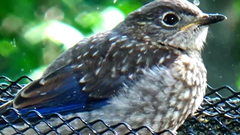 Baby Bluebird