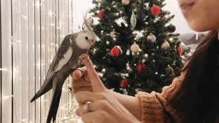 Wilbur the Cockatiel Showcasing His Tricks