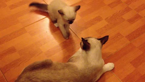 A kitten plays with his mother's tail