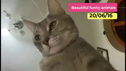 Best Funny Pet Videos Of The 2020 - Curious 😹 Cats And 🐶 Dogs