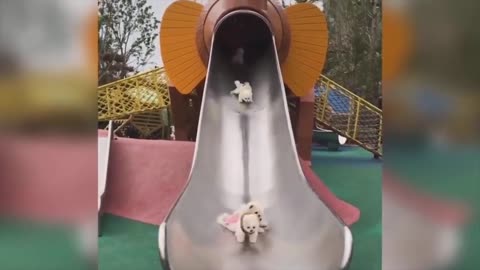 Those puppies are sliding down the chute 🤪