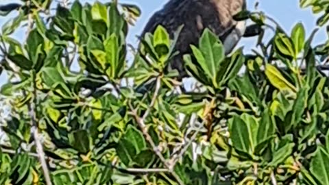 Marsh Trail of the 10,000 Islands Nat'l Wildlife Refuge. Naples,Fl 1/30/24