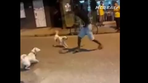 Street dog 🐶🐕 fight