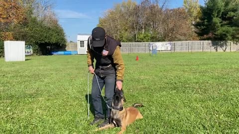 EASY OBEDIENCE TRAINING WITH MY BELGIAN MALINOIS PUPPY! HEEL/ SIT/ DOWN/ STAY