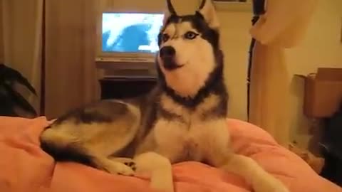 Husky Dog Talking I love you