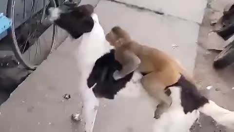 monkey and dog friendship#shorts funny video