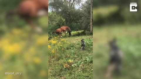 Excited Horse Falls Over After Huge Leap