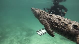 Swimming with a Saltwater Crocodile