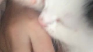 Small kitten white suckling on hands