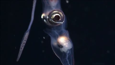 Discovery of a giant squid in the deep sea