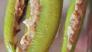 Meat Stuffed Green Pepper Recipe #shorts #foryou #like #share #recipe #food