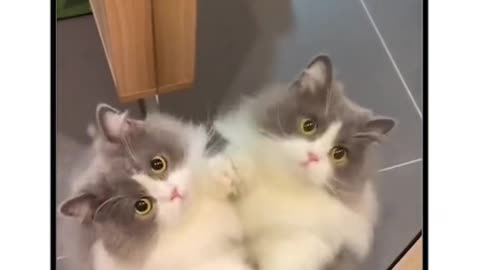 Pet's video cat videos