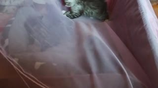 kittens faces new challenges