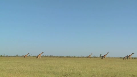 Giraffes walk in the distance across the African savannah