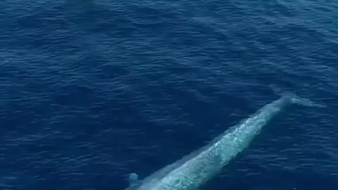 Blue whale in see