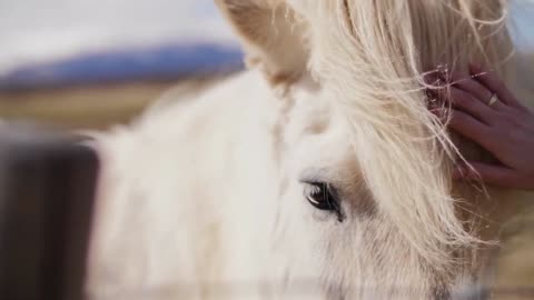 Amazing White Horses Relaxing Video - AnimalHero