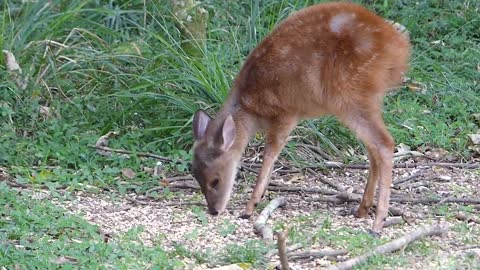 fauna in the countryside MATEIRO PARDO wild animal wild in the Brazilian countryside Brazil