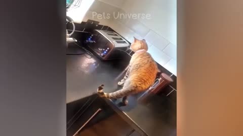 Ultimate funny cat videoa