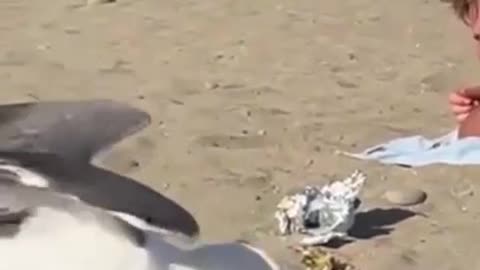 Seagulls steal food - Let's eat together - 2