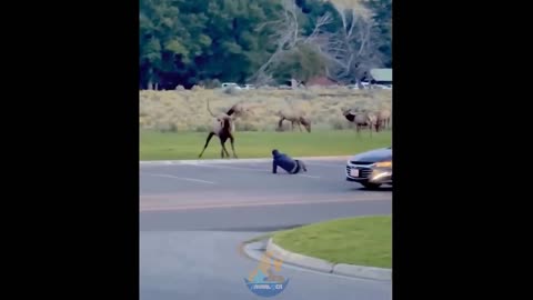 Red deer Attach the man - Cute Fun Moments - Animalden