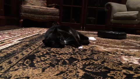 Cat enjoys massage from Roomba machine